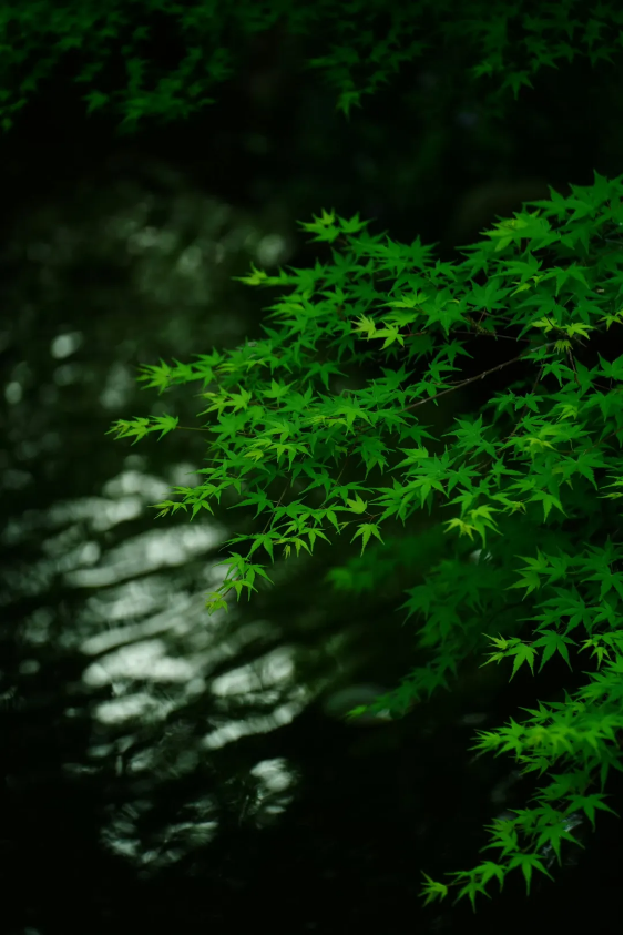 1718776168303503.png QQ圖片20240619134255.png