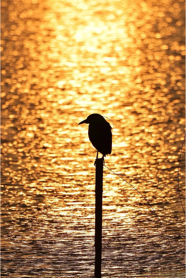 1718865282125114.png QQ圖片20240620141738.png