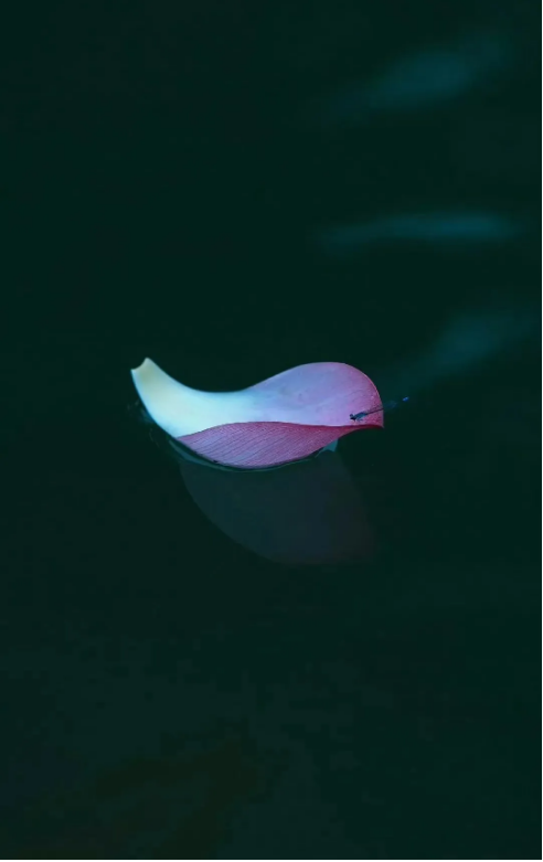 1724142875134164.png QQ圖片20240820162701.png