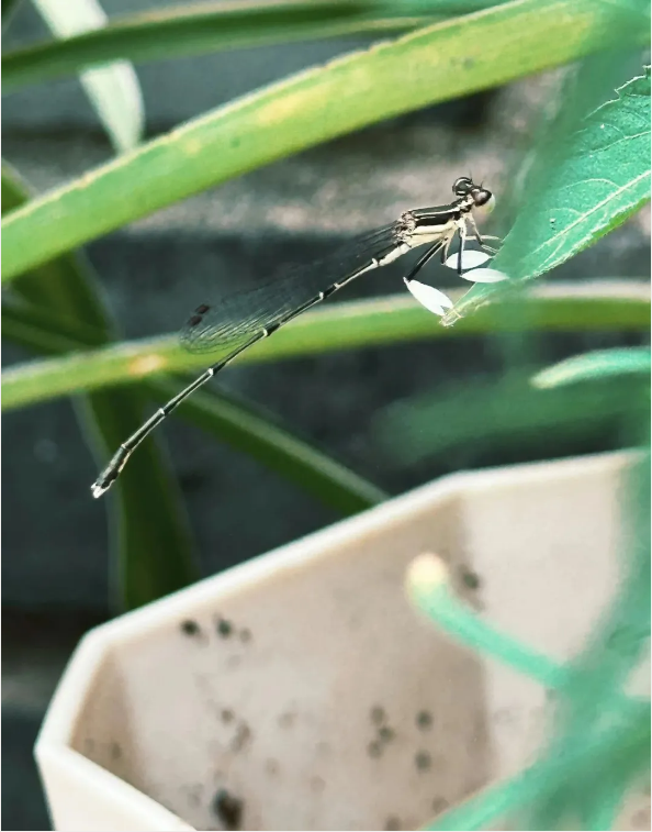 1724219739272176.png QQ圖片20240821134558.png