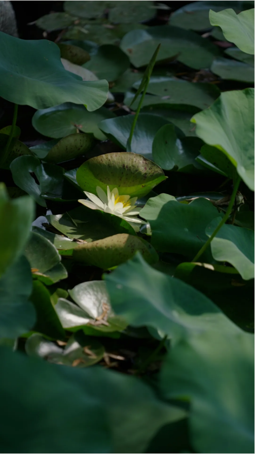 1724219790119198.png QQ圖片20240821134653.png